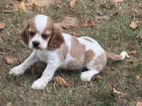 Lacy , a male Cockalier for sale in Walnut, MS – 2 of 4