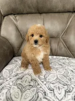Buddy, a male Miniature Goldendoodle for sale in Walnut, MS – 7 of 8