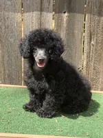 Chase, a male Poodle - Miniature  for sale in Walnut, MS – 4 of 5
