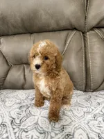 Marlee, a female Miniature Goldendoodle for sale in Walnut, MS – 5 of 9