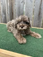Chase, a male Schnoodle for sale in Walnut, MS – 2 of 6