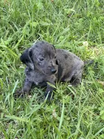 Stella, a female Miniature Dachshund for sale in Walnut, MS – 3 of 7