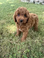 Maddie, a female Cockapoo for sale in Walnut, MS – 6 of 8