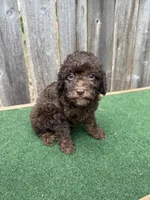 Charlie , a male Poodle - Miniature  for sale in Walnut, MS – 7 of 8