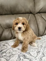 Nolan, a male Miniature Goldendoodle for sale in Walnut, MS – 7 of 8