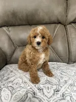 Marlee, a female Miniature Goldendoodle for sale in Walnut, MS – 8 of 9