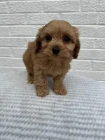 Marlee, a female Cavapoo for sale in Walnut, MS – Photo 2 of 7