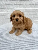 Marlee, a female Cavapoo for sale in Walnut, MS – Photo 1 of 7