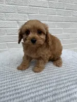 Marlee, a female Cavapoo for sale in Walnut, MS – Photo 7 of 7