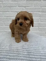 Marlee, a female Cavapoo for sale in Walnut, MS – Photo 3 of 7