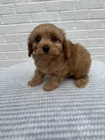 Marlee, a female Cavapoo for sale in Walnut, MS – Photo 6 of 7