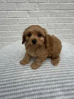 Marlee, a female Cavapoo for sale in Walnut, MS – Photo 4 of 7