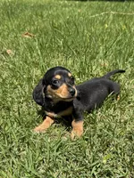 Peanut, a male Miniature Dachshund for sale in Walnut, MS – 2 of 6