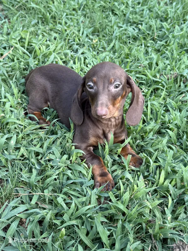 Addias  – Miniature Dachshund puppy for sale in Walnut, MS