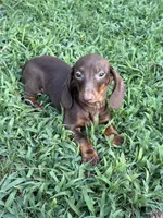 Addias , a male Miniature Dachshund for sale in Walnut, MS – 1 of 4