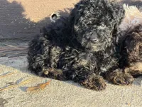 Chloe , a female Yorkipoo for sale in Walnut, MS – 4 of 7