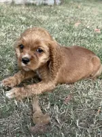 Dolly, a female Cocker Spaniel for sale in Walnut, MS – 5 of 6