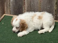 Sam, a male Cockapoo for sale in Walnut, MS – 2 of 4
