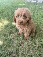 Buddy, a male Cockapoo for sale in Walnut, MS – 3 of 8