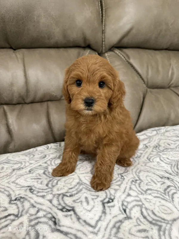 Macy – Miniature Goldendoodle puppy for sale in Walnut, MS