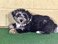 Penny, a female Yorkipoo for sale in Walnut, MS – 4 of 7