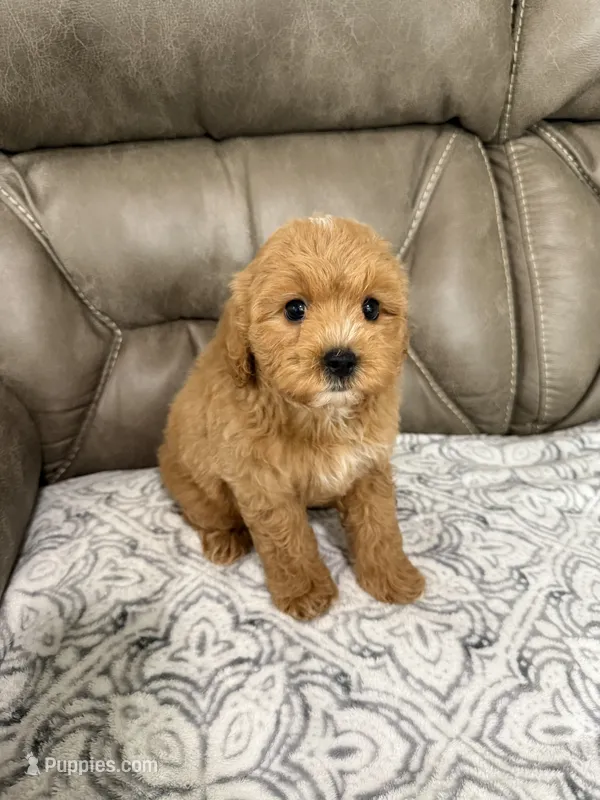 Cooper – Miniature Goldendoodle puppy for sale in Walnut, MS