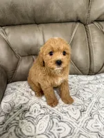 Cooper, a male Miniature Goldendoodle for sale in Walnut, MS – 1 of 8