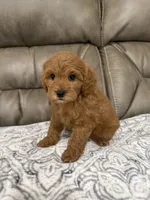 Macy, a female Miniature Goldendoodle for sale in Walnut, MS – 3 of 9