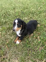 Toby, a male Miniature Dachshund for sale in Walnut, MS – Photo 5 of 5