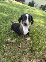 Toby, a male Miniature Dachshund for sale in Walnut, MS – Photo 4 of 5