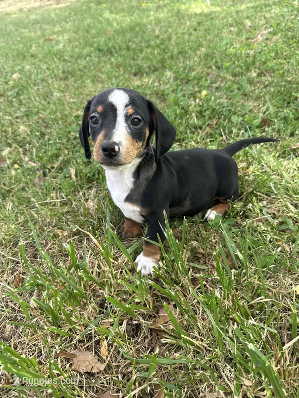 Toby – Miniature Dachshund puppy for sale in Walnut, MS