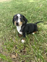 Toby, a male Miniature Dachshund for sale in Walnut, MS – Photo 1 of 5