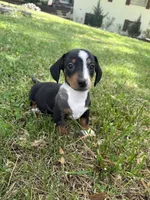 Toby, a male Miniature Dachshund for sale in Walnut, MS – Photo 3 of 5