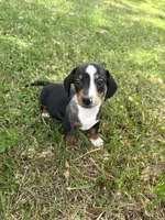 Toby, a male Miniature Dachshund for sale in Walnut, MS – Photo 2 of 5