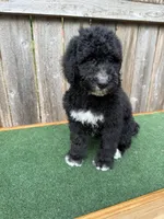 Bailey, a female Bernedoodle for sale in Walnut, MS – 8 of 8