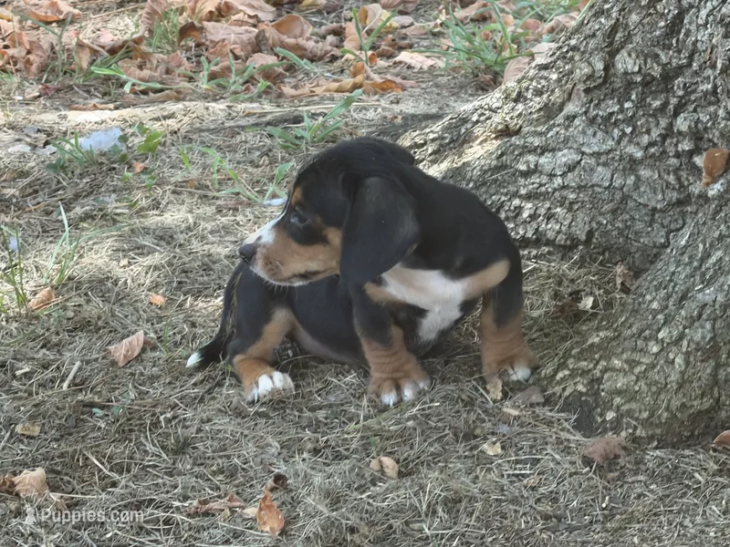 Ellie – Miniature Dachshund puppy for sale in Walnut, MS