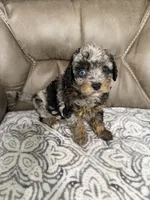 Bandit, a female Cavapoo for sale in Walnut, MS – 3 of 9
