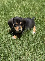 Bella, a female Miniature Dachshund for sale in Walnut, MS – 6 of 7
