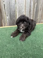 Bella, a female Schnoodle for sale in Walnut, MS – 3 of 8