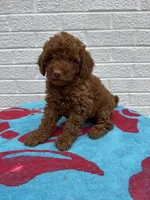 Maggie, a female Miniature Goldendoodle for sale in Walnut, MS – Photo 7 of 7