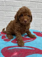 Maggie, a female Miniature Goldendoodle for sale in Walnut, MS – Photo 5 of 7
