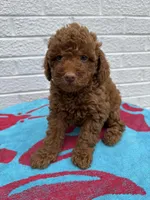 Maggie, a female Miniature Goldendoodle for sale in Walnut, MS – Photo 4 of 7