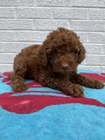Maggie, a female Miniature Goldendoodle for sale in Walnut, MS – Photo 3 of 7