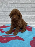 Maggie, a female Miniature Goldendoodle for sale in Walnut, MS – Photo 2 of 7