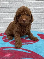 Maggie, a female Miniature Goldendoodle for sale in Walnut, MS – Photo 1 of 7