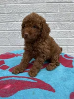 Maggie, a female Miniature Goldendoodle for sale in Walnut, MS – Photo 6 of 7