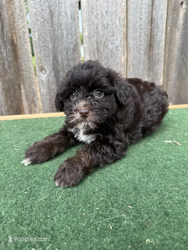 Bella – Schnoodle puppy for sale in Walnut, MS