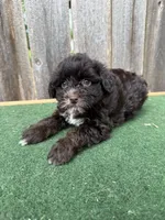 Bella, a female Schnoodle for sale in Walnut, MS – 1 of 8
