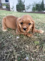 Dolly, a female Cocker Spaniel for sale in Walnut, MS – 4 of 6