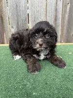 Bella, a female Schnoodle for sale in Walnut, MS – 2 of 8